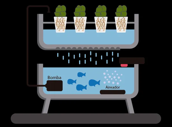 Esquema de un sistema acuapónico de referencia: arriba, una batea con plantas cuyas raíces llegan al agua; abajo, una pecera con peces. Una bomba en la pecera sube el agua a la batea por una manguera, el agua gotea de vuelta hacia la pecera, y un aireador oxigena el agua de los peces.